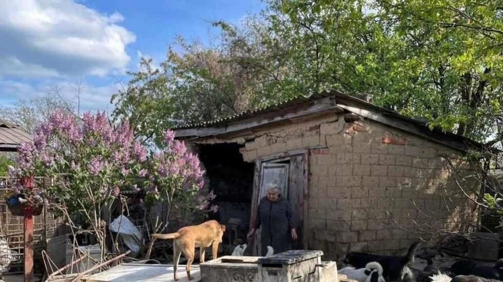 Heusenstammer Verein hilft Streunern an der Front in der Ukraine: Leben retten trotz Krieg