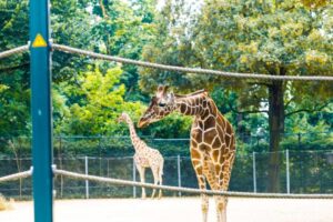 Was macht den Frankfurter Zoo besonders familienfreundlich und welche Tiere sind die Hauptattraktion
