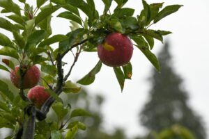 Apfelernte in Hessen 2025: Herausforderungen und Chancen für die Branche