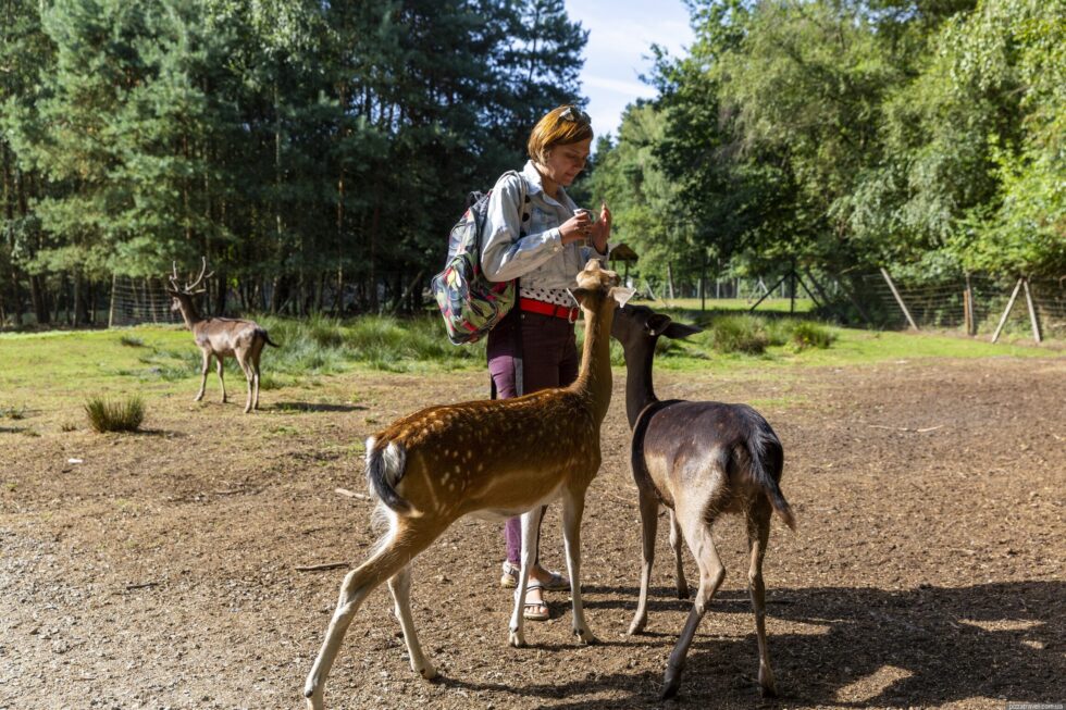 Zoo oder Wildpark? Die besten Ausflugsziele mit Tieren in Hessen