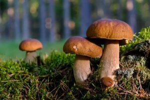Pilze sammeln in Hessen: Wo findet man Steinpilze und Pfifferlinge