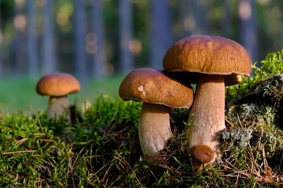 Pilze sammeln in Hessen: Wo findet man Steinpilze und Pfifferlinge