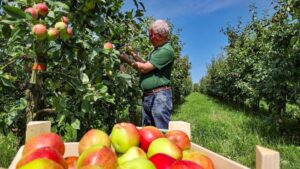 Apfelernte Hessen &ndash; beste Hofl&auml;den & saisonale Spezialit&auml;ten 2025