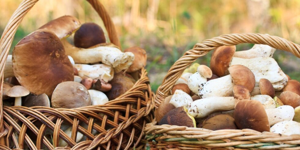 Wildpilze sammeln nahe Frankfurt am Main – Orte, Saison, wie erkennen & riskieren