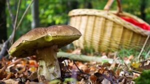Wo kann man im Taunus Pilze sammeln? Die besten Waldorte rund um Hofheim & Eppstein
