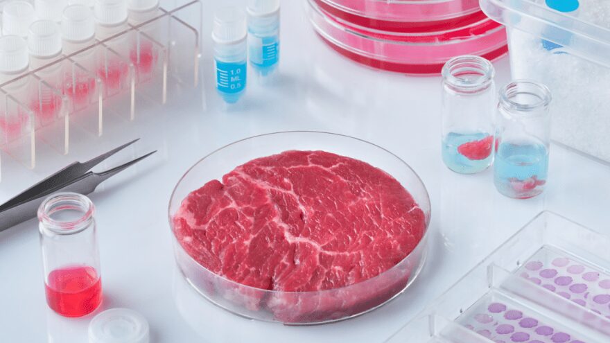 Kultiviertes Fleisch erobert 2026 Frankfurt. Erfahren Sie alles über die Preise im Main Tower, Seven Swans und die FoodTech-Szene am Main.
